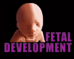 prochoice, pro-choice, abortion, abortionist, women, woman, fetal, pregnancy, prolife, pro-life, anti-abortion, fetus, embryo, anti-life, clinic, doctor, pregnant, debate, feminist, information