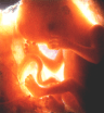 abortion prochoice