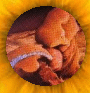pregnancy informationfetus index, fetal directory, index, Fetal Development, Fetus, embryo, baby, newborn, abortion, pregnant, pregnancy, unborn, preborn, child, pro-life, prolife, infant, woman, women, family, children, child