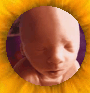 pregnancy informationfetus index, fetal directory, index, Fetal Development, Fetus, embryo, baby, newborn, abortion, pregnant, pregnancy, unborn, preborn, child, pro-life, prolife, infant, woman, women, family, children, child