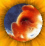 pregnancy informationfetus index, fetal directory, index, Fetal Development, Fetus, embryo, baby, newborn, abortion, pregnant, pregnancy, unborn, preborn, child, pro-life, prolife, infant, woman, women, family, children, child