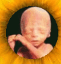 pregnancy informationfetus index, fetal directory, index, Fetal Development, Fetus, embryo, baby, newborn, abortion, pregnant, pregnancy, unborn, preborn, child, pro-life, prolife, infant, woman, women, family, children, child