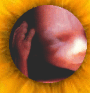 pregnancy informationfetus index, fetal directory, index, Fetal Development, Fetus, embryo, baby, newborn, abortion, pregnant, pregnancy, unborn, preborn, child, pro-life, prolife, infant, woman, women, family, children, child